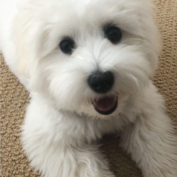 Meet your Posher, Susie B - Picture 6 of 16